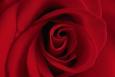 une rose rouge pour un peu d'amour